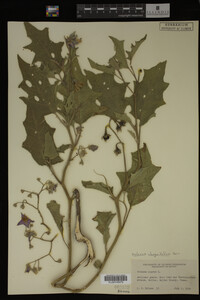 Image Associated With the Occurrence