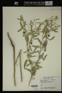 Image Associated With the Occurrence
