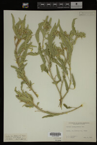 Image Associated With the Occurrence