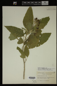 Image Associated With the Occurrence