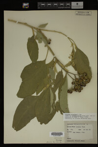 Image Associated With the Occurrence