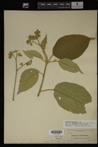 Image Associated With the Occurrence