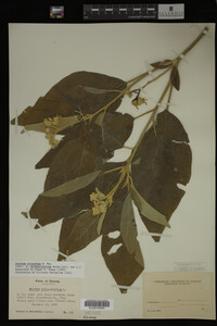 Image Associated With the Occurrence