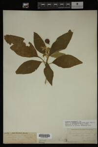 Image Associated With the Occurrence