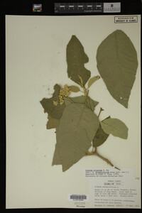 Image Associated With the Occurrence