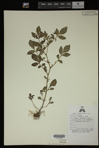 Image Associated With the Occurrence
