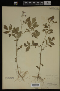 Image Associated With the Occurrence