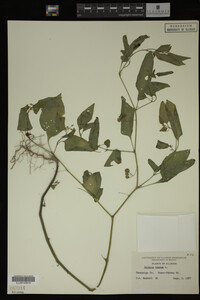 Image Associated With the Occurrence