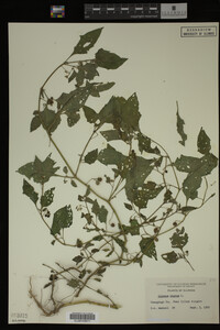 Image Associated With the Occurrence