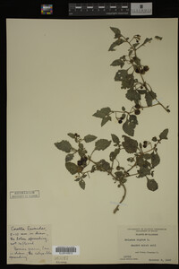 Image Associated With the Occurrence
