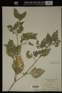 Image Associated With the Occurrence