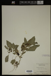 Image Associated With the Occurrence