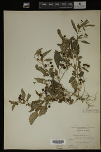 Image Associated With the Occurrence