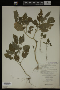 Image Associated With the Occurrence