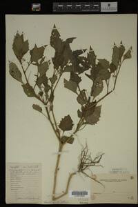 Image Associated With the Occurrence