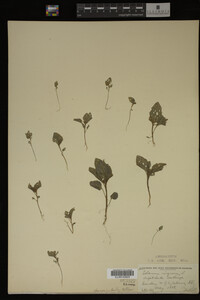 Image Associated With the Occurrence