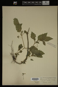 Image Associated With the Occurrence
