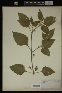 Image Associated With the Occurrence