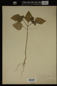Image Associated With the Occurrence