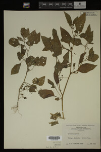 Image Associated With the Occurrence
