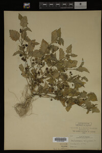 Image Associated With the Occurrence