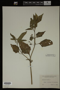 Image Associated With the Occurrence