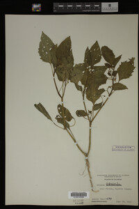 Image Associated With the Occurrence