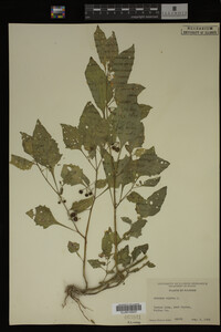 Image Associated With the Occurrence