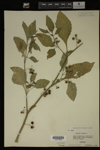 Image Associated With the Occurrence