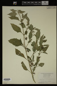 Image Associated With the Occurrence