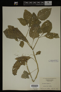 Image Associated With the Occurrence