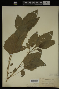 Image Associated With the Occurrence