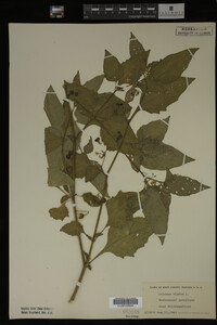 Image Associated With the Occurrence