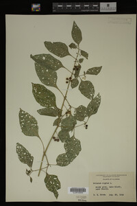 Image Associated With the Occurrence