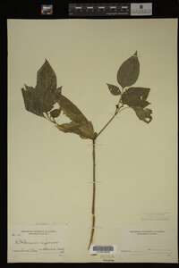 Image Associated With the Occurrence