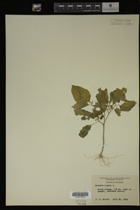 Image Associated With the Occurrence