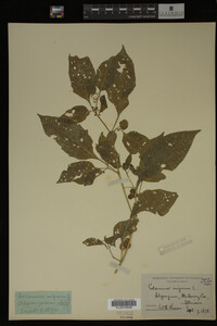 Image Associated With the Occurrence