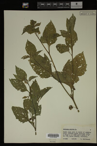 Image Associated With the Occurrence