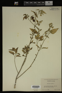 Image Associated With the Occurrence