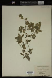Image Associated With the Occurrence