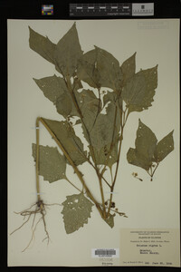 Image Associated With the Occurrence