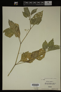 Image Associated With the Occurrence