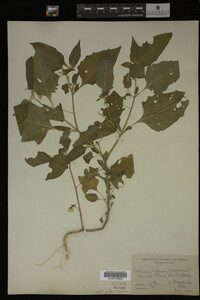 Image Associated With the Occurrence