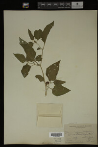 Image Associated With the Occurrence