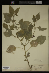 Image Associated With the Occurrence