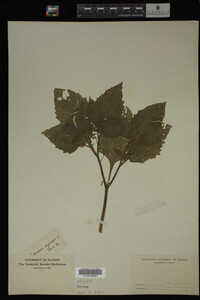 Image Associated With the Occurrence