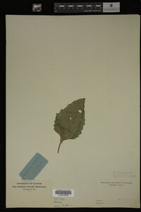 Image Associated With the Occurrence