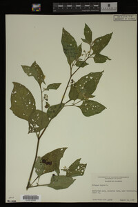 Image Associated With the Occurrence