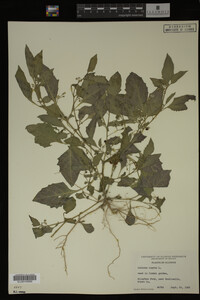 Image Associated With the Occurrence