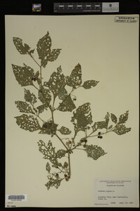 Image Associated With the Occurrence